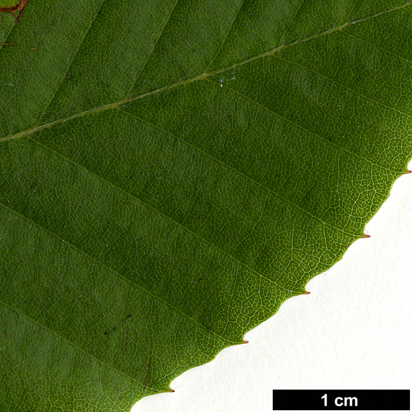 High resolution image: Family: Nothofagaceae - Genus: Nothofagus - Taxon: alessandrii